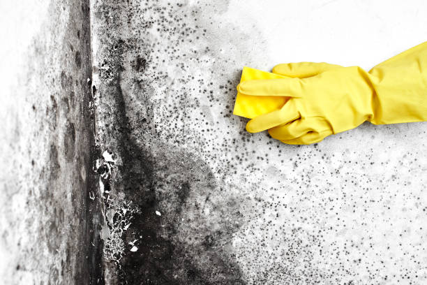 Best Mold Remediation  in Evergreen, MT