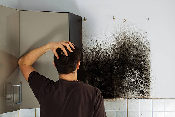 Best Fast Mold Removal  in Evergreen, MT