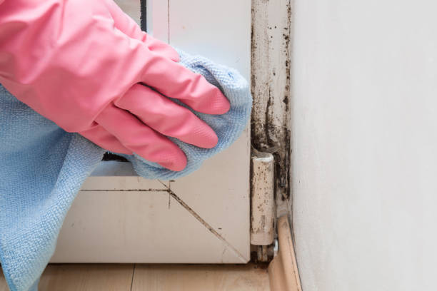 Best Mold Cleaning Services  in Evergreen, MT