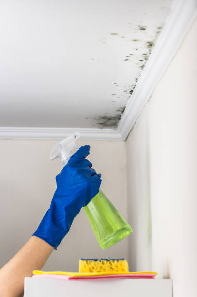 Best Emergency Mold Removal  in Evergreen, MT