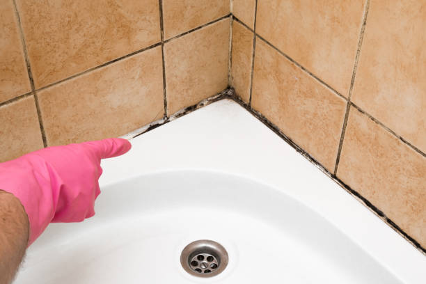 Best Black Mold Removal  in Evergreen, MT